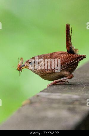 Wren Troglodytes x2, kleiner brauner Vogel oft mit kurzem Schwanz feiner Schwalbe blasse Streifen über Augen feiner Sperre am Schwanz und Flügel an der Schiene mit Insekten Stockfoto