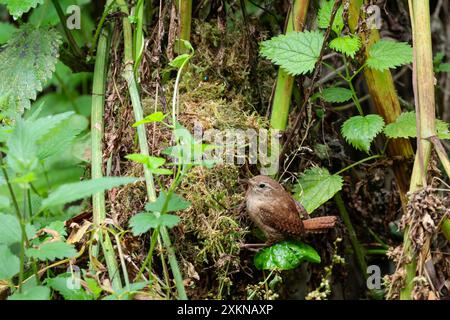 Wren Troglodytes x2, kleiner brauner Vogel, der oft kurze Schwanz feiner Schnabel blasse Streifen über den Augen feiner Sperrung am Schwanz und Flügel am Nest zum Füttern von Küken hnen Stockfoto