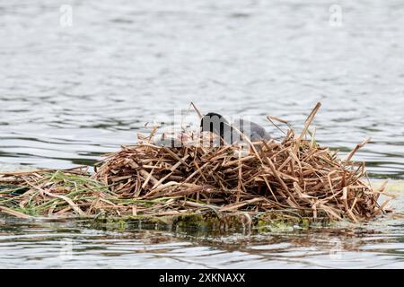 Coot Fulica atra, Feuchtvogel, schwarzer Gefieder, weißer Schnabel und Schild auf der Stirn auf dem Nest mit Küken hat roten Kopf und orange behaarten Hals, weißer Schnabel Stockfoto