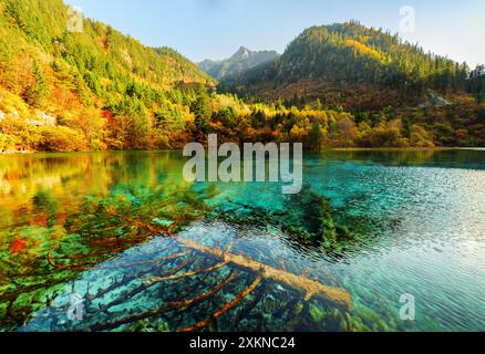 Fantastischer Blick auf untergetauchte Bäume im Five Flower Lake Stockfoto