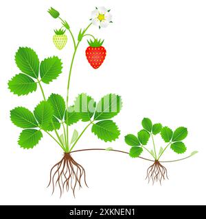 Erdbeerpflanze mit Wurzeln, Blüten, Früchten und Tochterpflanze. Stock Vektor
