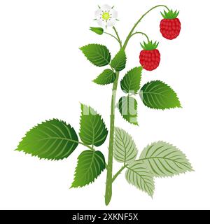 Himbeerpflanze mit Blättern, Beeren und Blume, isoliert auf weißem Hintergrund. Stock Vektor