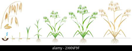 Wachstumszyklus einer Haferpflanze auf weißem Hintergrund. Stock Vektor