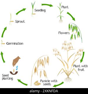 Zyklus eines Haferpflanzenwachstums isoliert auf weißem Hintergrund. Stock Vektor