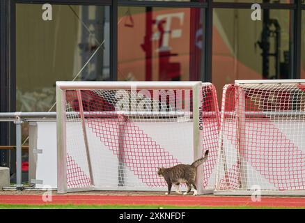 Rottach Egern, Deutschland. Juli 2024. Eine Katze im Trainingslager FC BAYERN München 1.Deutsche Fußball-Liga, in Rottach-Egern, Tegernsee, 22. Juli 2024 Saison 2024/2025, FCB, Fotograf: ddp Images/STAR-Images Credit: ddp Media GmbH/Alamy Live News Stockfoto