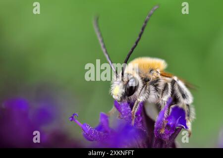 Makroaufnahme eines Leafcutter Bee Megachile auf einer lila Blüte mit einem grünen, unscharfen Hintergrund. Stockfoto