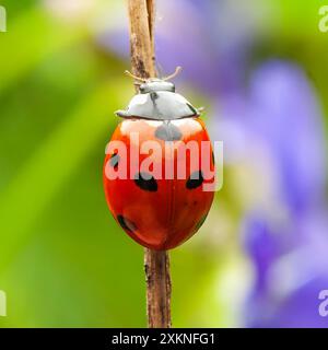 Marienkäfer auf einem Zweig vor einem verschwommenen grünen und violetten Hintergrund in der Natur Stockfoto