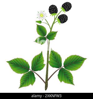Brombeerpflanze mit Blättern, Beeren und Blume, isoliert auf weißem Hintergrund. Stock Vektor