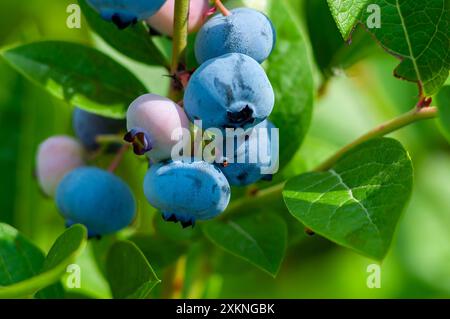 Makroaufnahme von frischen Heidelbeeren, die an einer Pflanze in einem sonnigen Garten hängen. Stockfoto