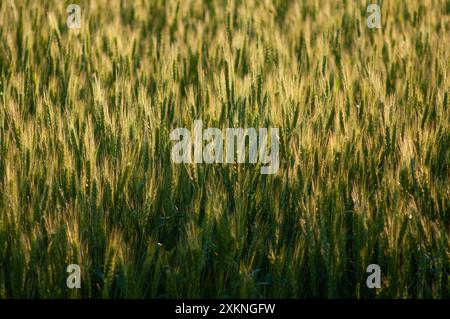 Goldenes Weizenfeld bei Sonnenuntergang, das das warme Licht auf den reifenden Ähren des Weizens einfängt, das in der sanften Brise schwingt. Stockfoto