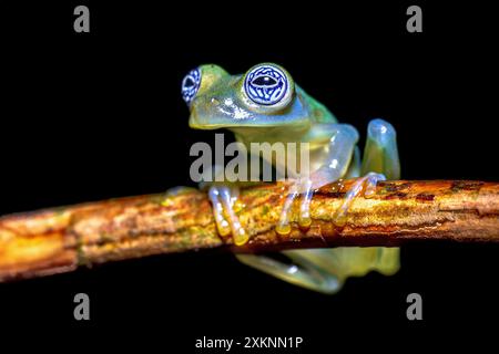 Der Geisterglasfrosch (Sachatamia ilex) ist eine Froschart aus der Familie der Centrolenidae. Sie kommt im östlichen Nicaragua, Costa Rica, Panama und im westlichen Col vor Stockfoto