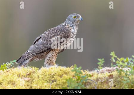 Der eurasische Goshawk (Accipiter gentilis) ist eine Art mittelgroßer Raubvögel aus der Familie Accipitridae, einer Familie, die auch andere erhaltene Raubvögel umfasst Stockfoto