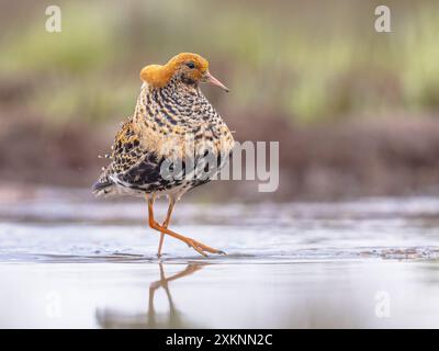 Ruff (Calidris pugnax) ist ein mittelgroßer Watvogel, der in Sümpfen und Feuchtwiesen im nördlichen Eurasien brütet. Dieser sehr gesellige Sandfänger Stockfoto