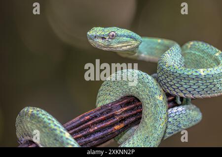 Side-Striped Palm Viper (Testudo lateralis) unverlierbaren aus Mittelamerika Stockfoto