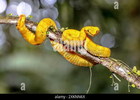 Bothriechis schlegelii ist eine Art giftiger Grubenviper aus der Familie der Viperidae. Naturszene in Zentralamerika Stockfoto
