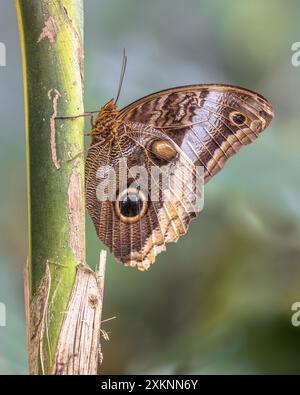 Die Gelbkantige Riesenkeule (Caligo atreus) ist ein Schmetterling der Familie Nymphalidae. Die Art ist von Mexiko bis Peru zu finden. Naturszene Stockfoto