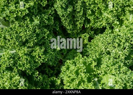 Grünkohl, Blattkohl, Brassica oleracea grünes Blattmuster Hintergrund Stockfoto