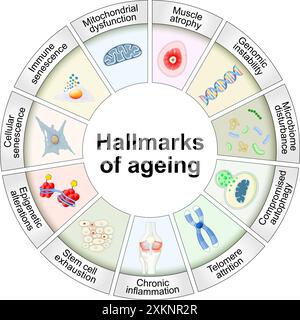 Merkmale des Alterns. Zelluläre Seneszenz, Telomere- und DNA-Schäden, mitochondriale Dysfunktion, chronische Entzündung, Stammzellerschöpfung. Anti-Aging Stock Vektor