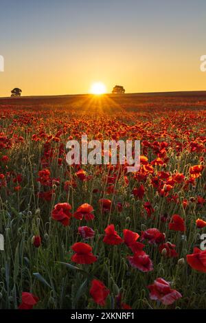 Ein Feld mit leuchtend roten Mohnblumen in einem Feld bei Harlestone in Northamptonshire, aufgenommen bei Sonnenaufgang, England, Großbritannien Stockfoto