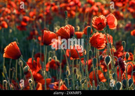 Hinterleuchtete rote Mohnblumen wachsen in Northamptonshire, England, auf einem Feld in der Sommersonne Stockfoto