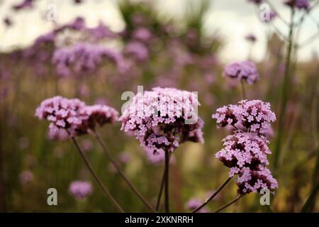 Purpletop verbina Blume, auch bekannt als Verbena bonariensis L. Stockfoto