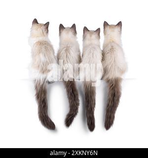 Reihe von 4 Ragdoll-Katzenkatzen, die rückwärts nebeneinander auf einer Kante sitzen. Der Schwanz hängt nach unten, keine Gesichter. Isoliert auf weißem Hintergrund. Stockfoto