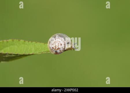 Kleine gegürtelte Schnecke (Hygromia cinctella), Familie Hygromiidae. Kriecht über das Blatt Deutzia. Sommer, Juli, Niederlande. Stockfoto