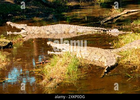 Gelbe Krokodile an einem Teich im Haller Park in Bamburi, Mombasa, Kenia Stockfoto