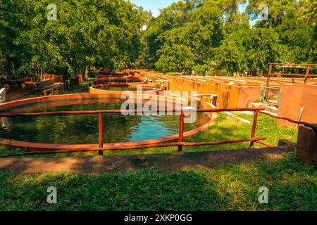 Malerischer Blick auf Fischschulen im Haller Park in Bamburi, Mombasa, Kenia Stockfoto