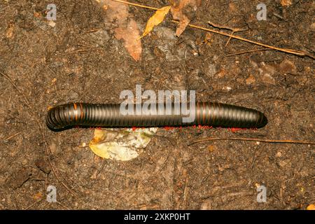 Blick auf Tausendfüßler in freier Wildbahn im Haller Park in Bamburi, Mombasa Stockfoto