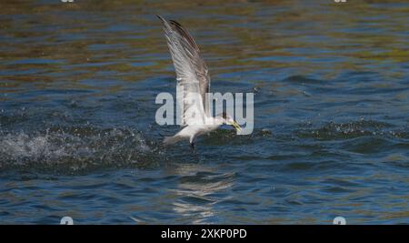 Seeschwalbe (Thalasseus bergii) Seebliebender Vogel im Flug, nachdem er ins Wasser getaucht ist, um einen kleinen Fisch zu fangen, Queensland, Australien. Stockfoto