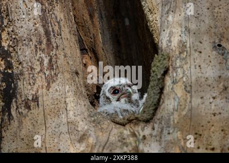 Tawny Owl Küken nisten in einem toten Baumstamm, County Durham, England, Großbritannien. Stockfoto