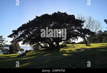 Breites Baldachin der Moreton Bay Feigenbäume im Park am Strickland House mit Blick auf die Sydney Harbour Bridge und blaues Wasser von Vaucluse, Sydney Stockfoto