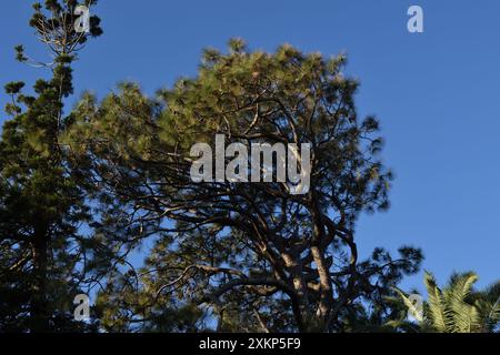 Alte Kiefern im Garten und Park rund um Strickland House, Vaucluse, Sydney Stockfoto