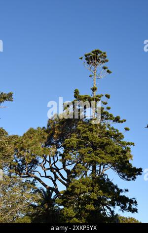 Araucaria Cunninghamii (Hoop Pine) Bäume im Garten und Park rund um Strickland House, Vaucluse, Sydney Stockfoto