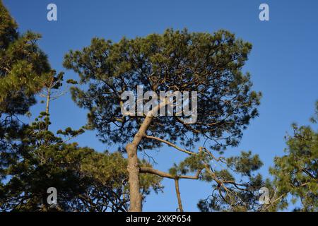 Alte Kiefern mit Blick auf die Krone einer Himalaya-Kiefer, Pinus roxburghii in der Gartenlandschaft um Strickland House, Vaucluse, Sydney Stockfoto