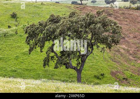 Wunderschöne Landschaft mit Wildblumenwiesen, Flüssen und Wasserfällen im Parque Natural do Vale do Guadiana, in der Nähe von Mertola, Portugal, Alentejo Stockfoto