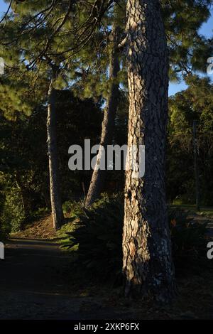 Alte Kiefern im Garten und Park rund um Strickland House, Vaucluse, Sydney Stockfoto