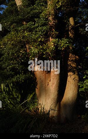 Stamm und neues Wachstum auf einem alten Sydney Red Gum, Eukalyptus Baum im Garten und Park rund um Strickland House, Vaucluse, Sydney Stockfoto