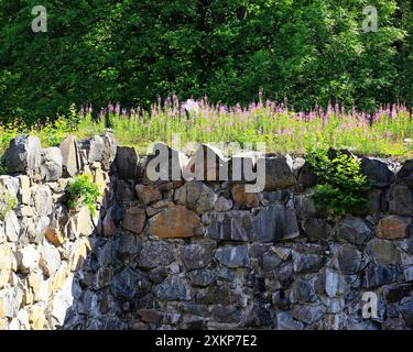 Steinmauer mit bewachsenem feuerweed (Epilobium angustifolium) und Grün in einer historischen Ruine an einem sonnigen Sommertag. Stockfoto