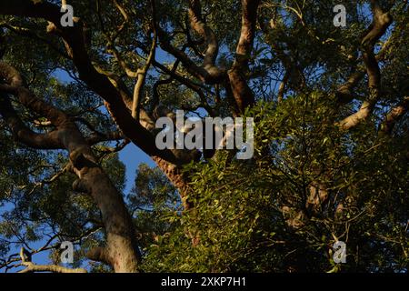 Verdrehte Äste eines alten Eukalyptusbaums im Garten und Park rund um Strickland House, Vaucluse, Sydney Stockfoto