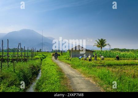 Indonesische Naturlandschaft in den Reisfeldern eines kleinen Dorfes, wenn Bauern Reis ernten Stockfoto