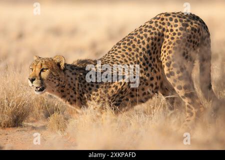 Kraft der Natur - Tierbild eines Geparden, das schnellste Landtier. Fotografiert in der Kalahari-Wüste in Namibia, Afrika Stockfoto