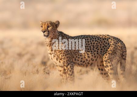 Kraft der Natur - Tierbild eines Geparden, das schnellste Landtier. Fotografiert in der Kalahari-Wüste in Namibia, Afrika Stockfoto