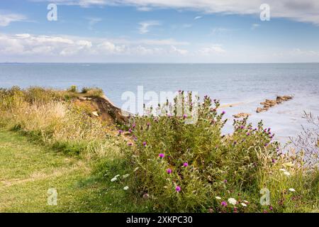 Wildblumen wachsen am Rande einer Klippe am Peveril Point, Swanage, Dorset, Großbritannien Stockfoto