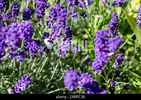 Spittlebug-Nymphe-Schaum auf englischem Lavendel. Auch bekannt als Kuckuckspucke Stockfoto