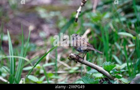 Dunnock ernährt sich im Wald Stockfoto