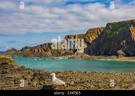 Heringsmöwen posieren mit den dramatischen, gefalteten Gesteinsschichten aus Schlamm- und Sandsteinen am Hartland Quay auf dem SW Coast Footpath in Devon, England, Großbritannien Stockfoto