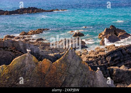 Heringsmöwen posieren auf einigen der zerklüfteten Gesteinsschichten aus Schlamm- und Sandsteinen am Hartland Quay auf dem SW Coast Footpath in Devon, England, Großbritannien Stockfoto