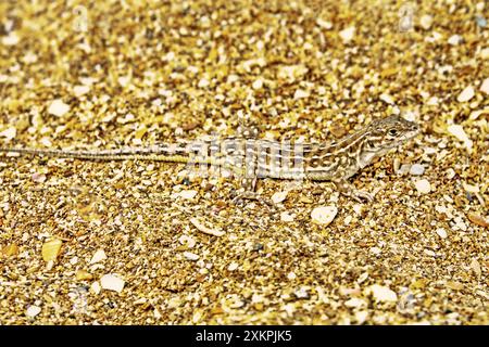 Desert lacerta (Eremias arguta deserti) liegt an einem Sandstrand mit Muscheln, mit Vegetation bewachsener Küste, Schwarzes Meer, Kertsch Halbinsel, Krim. Normaler Farbton Stockfoto